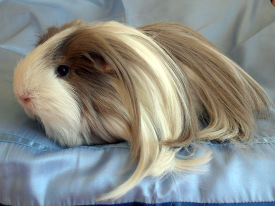 long haired white guinea pig
