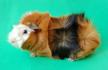 January Guinea Pig of the Month